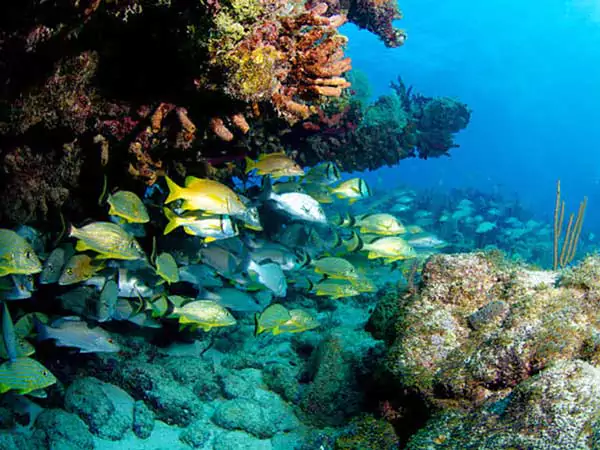 scuba diving cancun, turtle, coconut divers