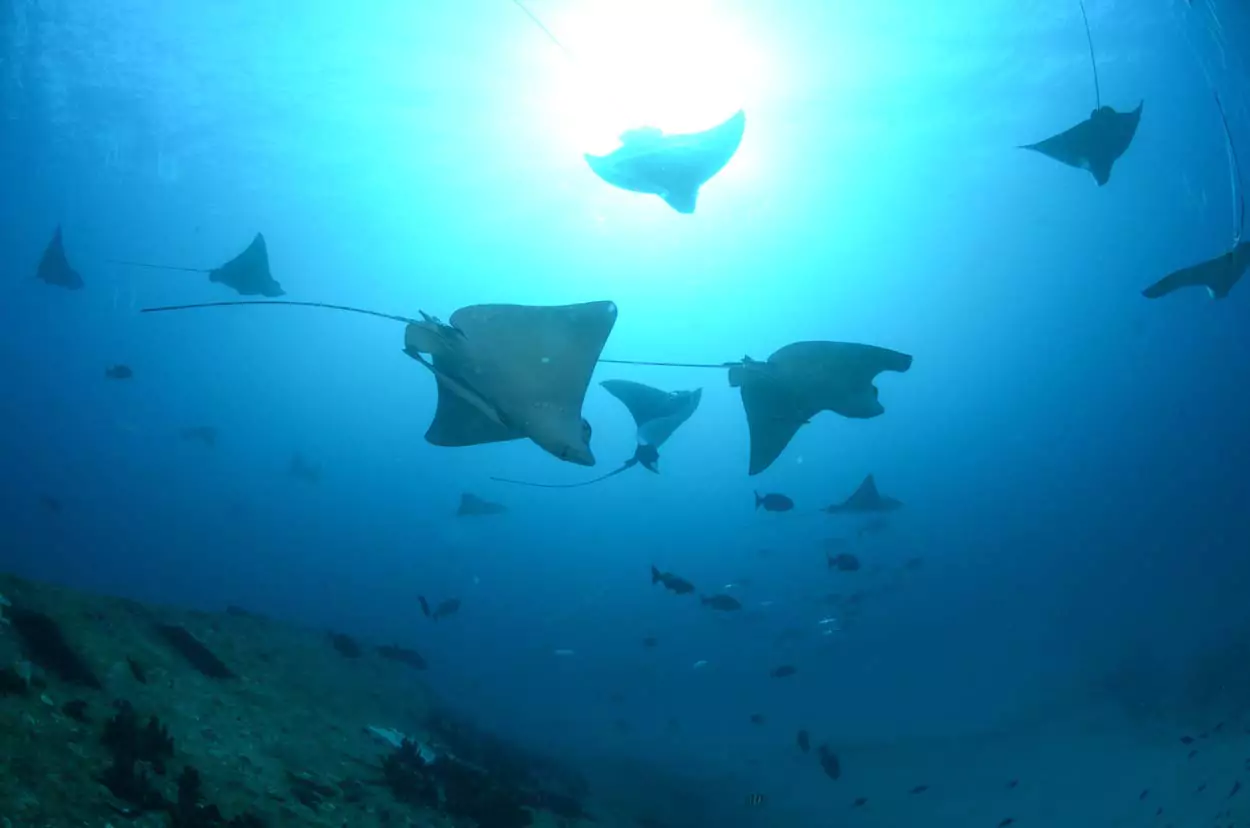 Scuba Diving Cancun | certified divers