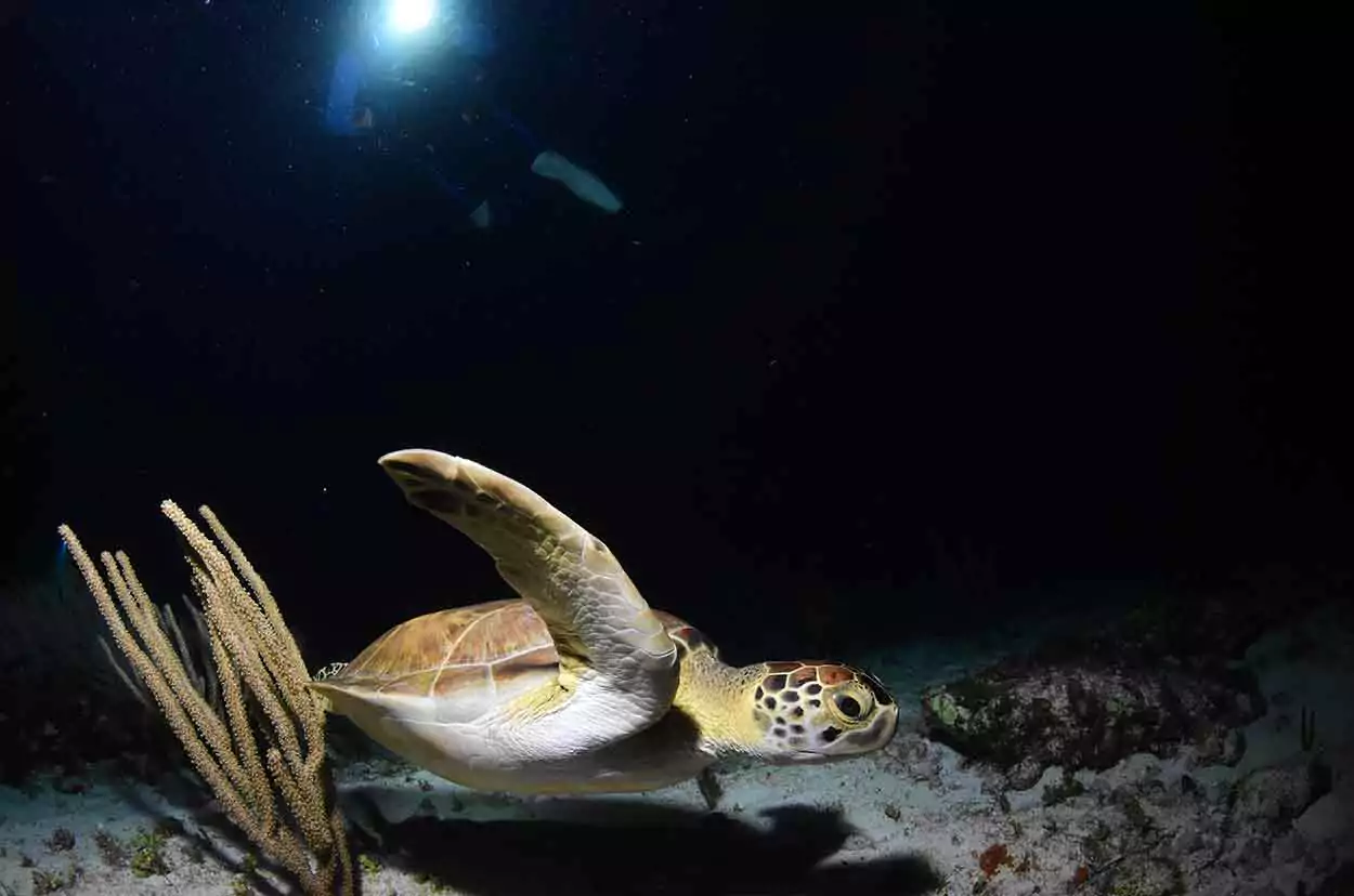 night Diving Cancun by coconut divers