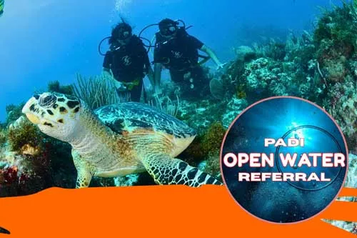 PADI Open water referral sourse, turtle, coconut divers